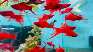 Swordtail - Albino Sharkfins 10cm Show Micro Aquatic Shop