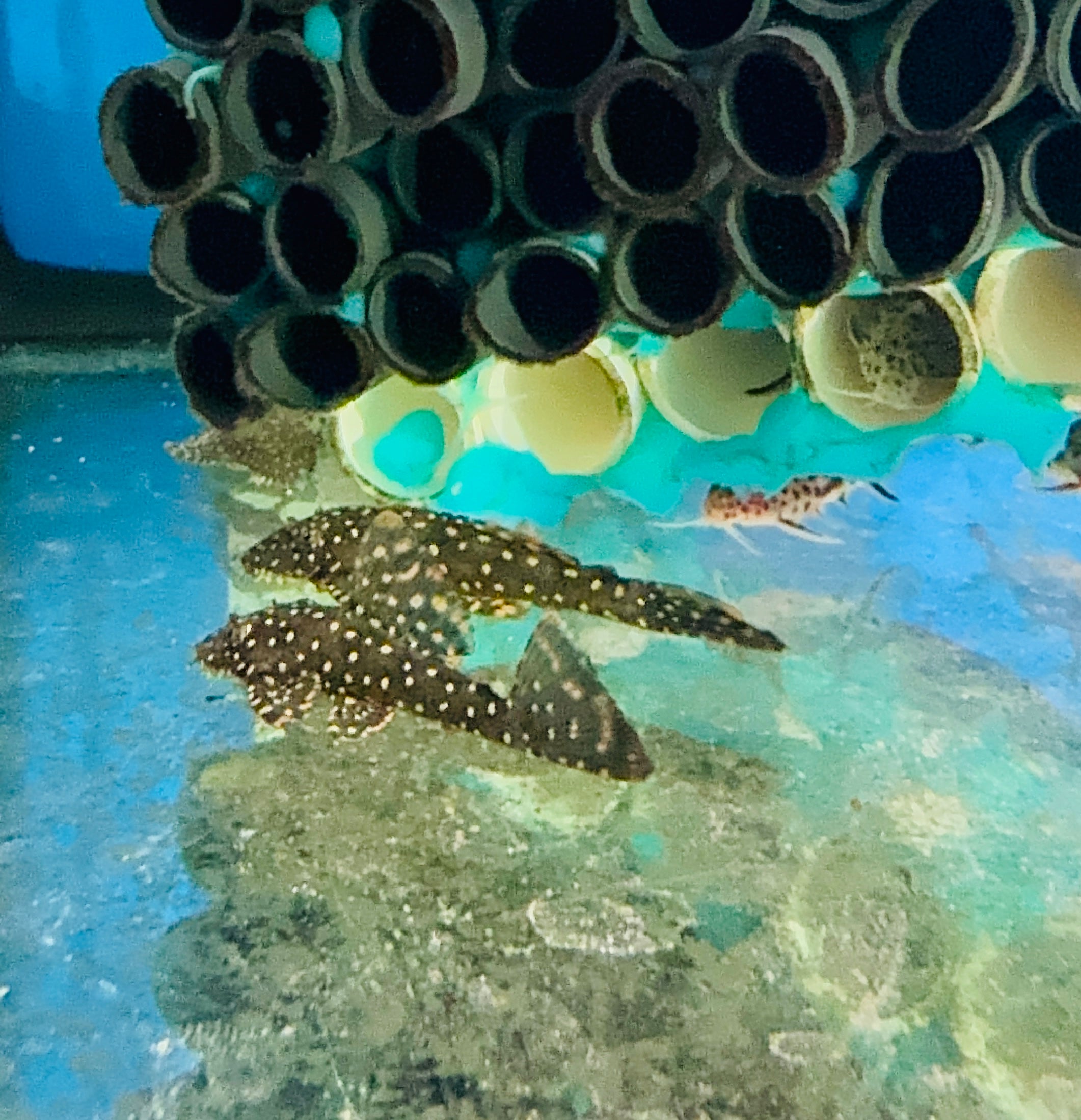 Pleco - Orange Spot