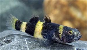 Bumble Bee Goby - Brachygobius Doriae 2cm Micro Aquatic Shop