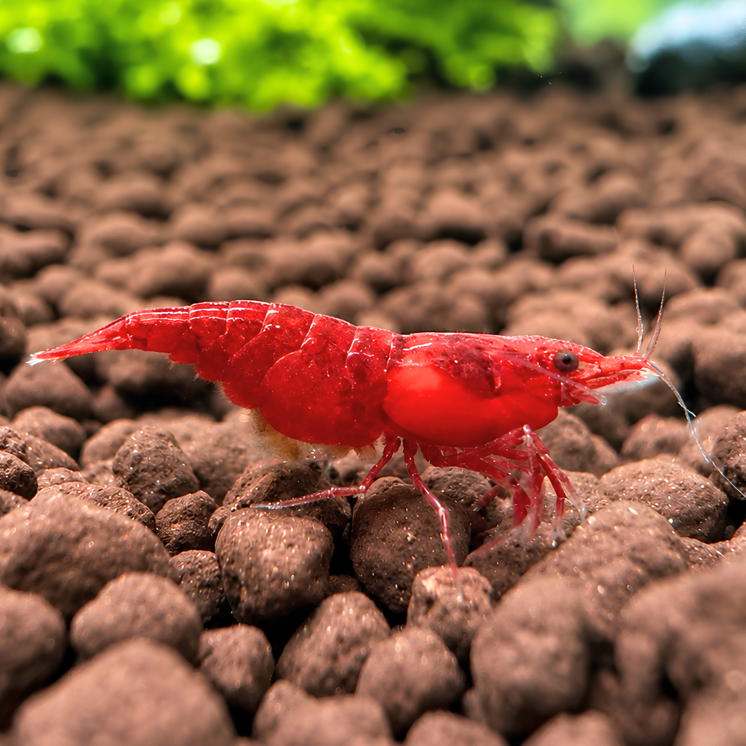 Cherry Shrimp - Bloody Mary 1cm