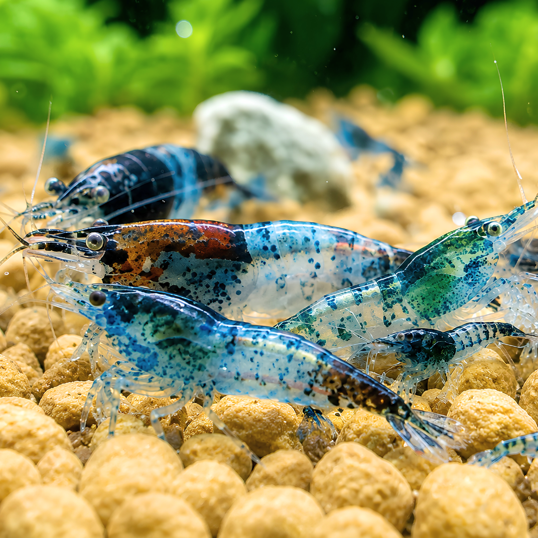 Cherry Shrimp - Blue Carbon 1cm
