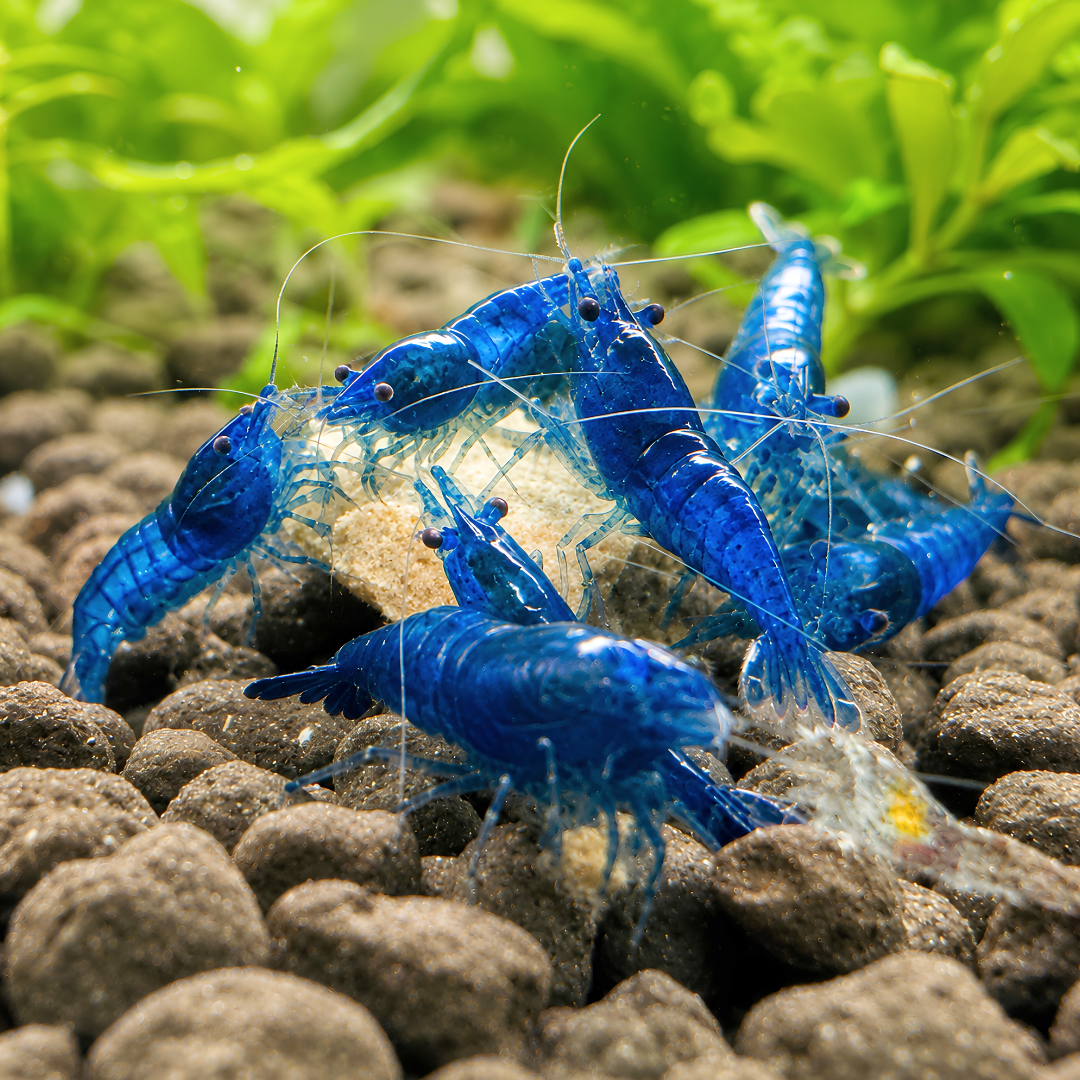 Cherry Shrimp - Blue Dream (Sapphire Blue) 1cm