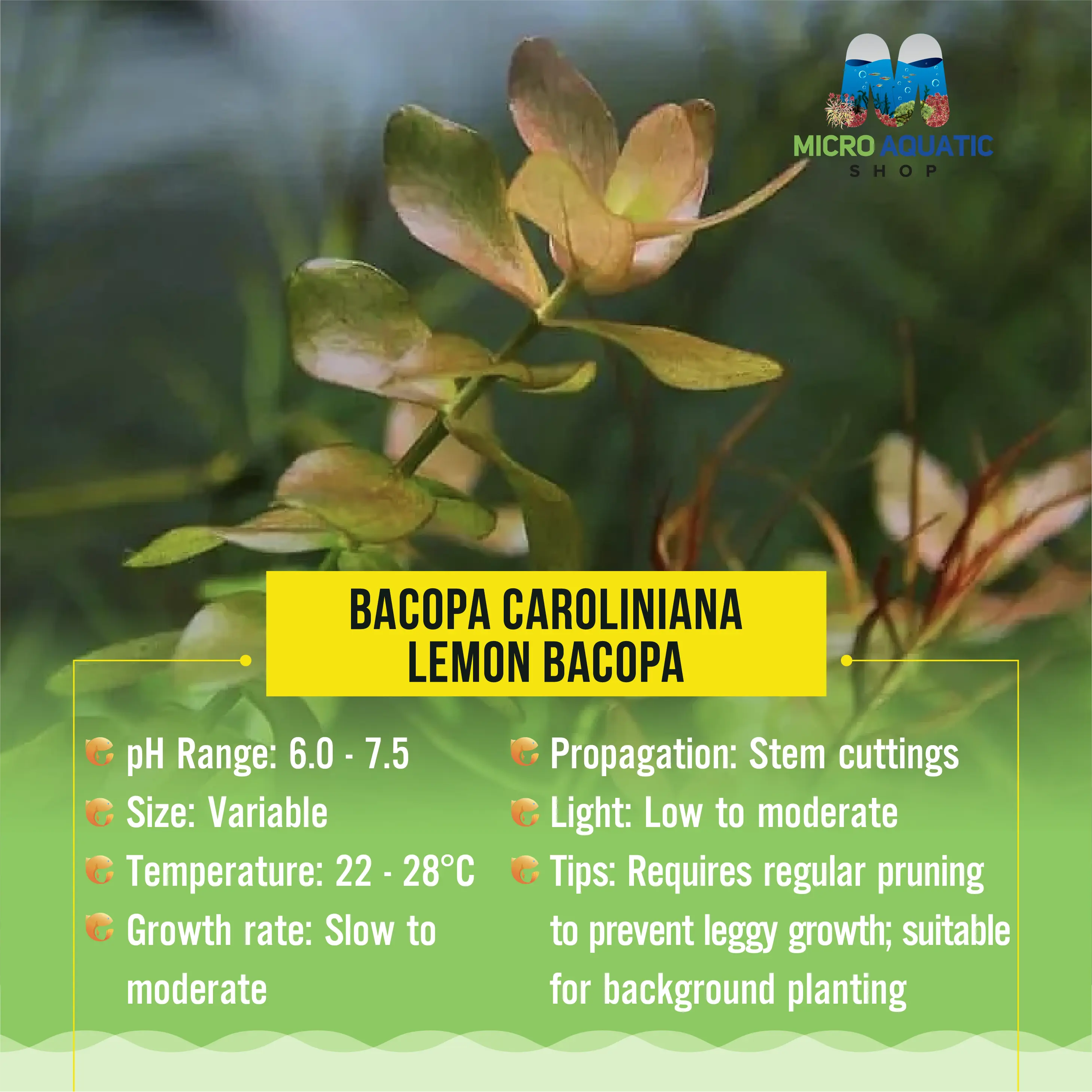 Bacopa Caroliniana - Lemon Bacopa Micro Aquatic Shop