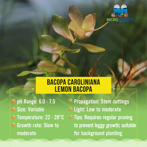 Bacopa Caroliniana - Lemon Bacopa Micro Aquatic Shop
