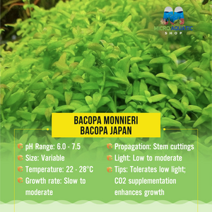 Bacopa Monnieri - Bacopa Japan Micro Aquatic Shop