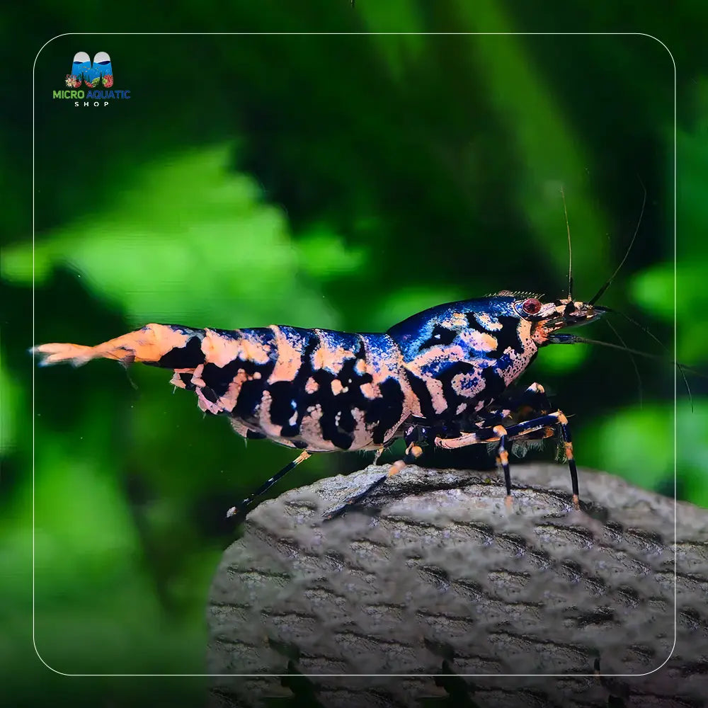 Black BOA Caridina Shrimp