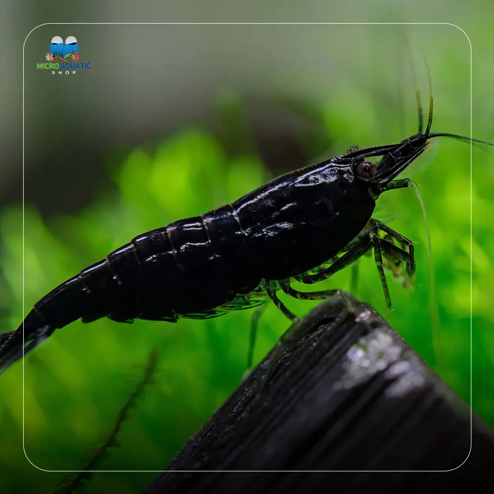 Black Cherry Shrimp Micro Aquatic Shop