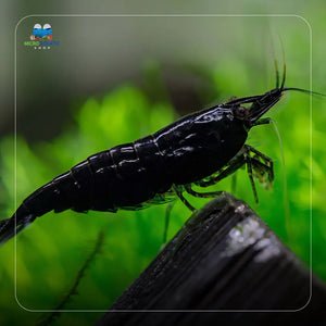 Black Cherry Shrimp Micro Aquatic Shop