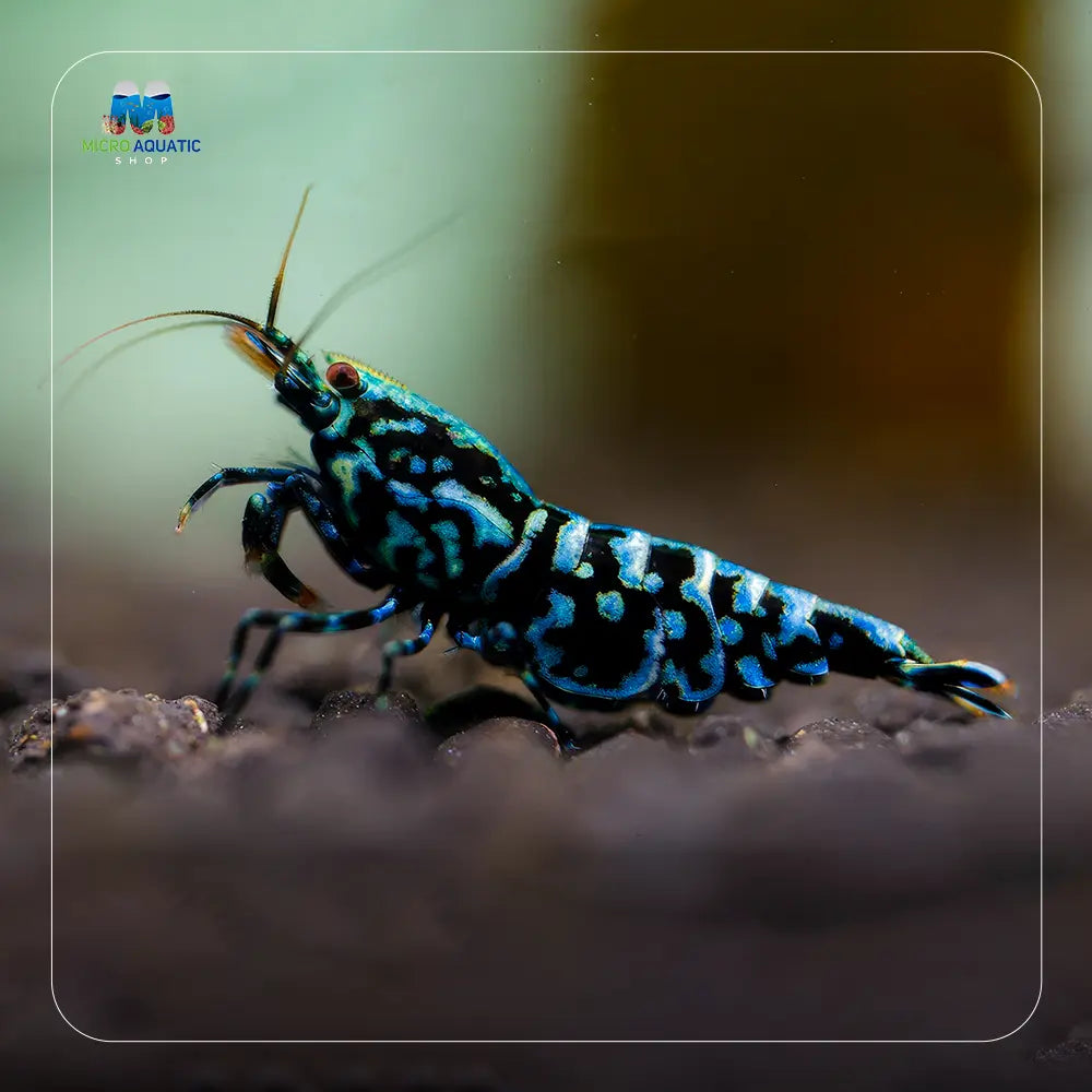 Black Snowflake - High Grade Micro Aquatic Shop