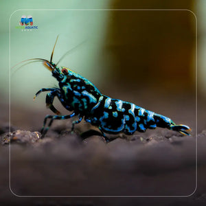 Black Snowflake - High Grade Micro Aquatic Shop