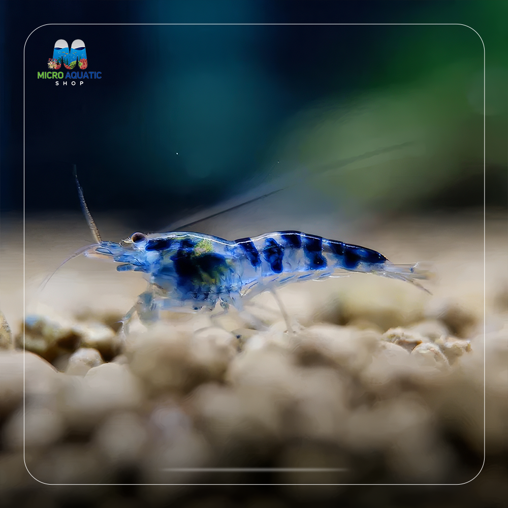 Blue Calceo - Blue Dragon Caridina Shrimp