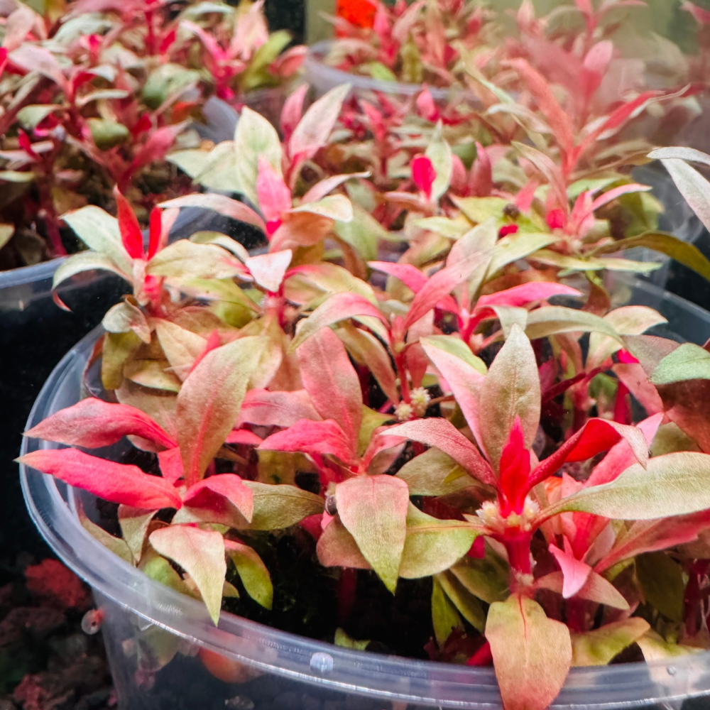 Alternanthera Reinechii "mini" -Front & Mid Ground Micro Aquatic Shop