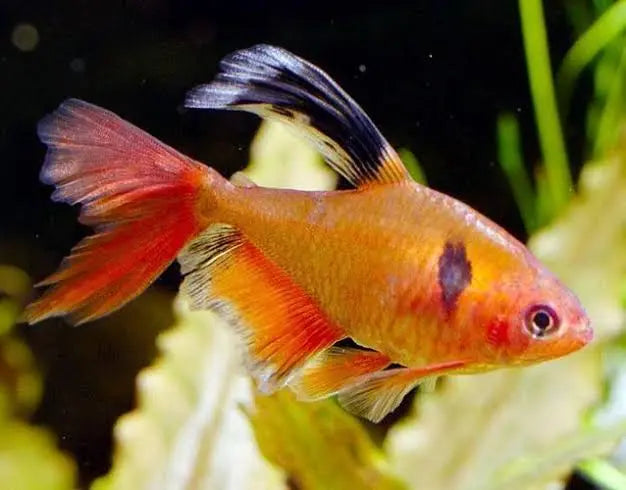Serpae Longfin Tetra Show 4cm Micro Aquatic Shop