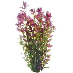 Rotala rotundifolia - Pink Baby Tear Micro Aquatic Shop
