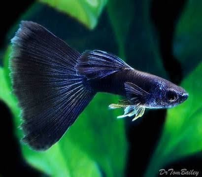Moscow Blue Guppy 3cm