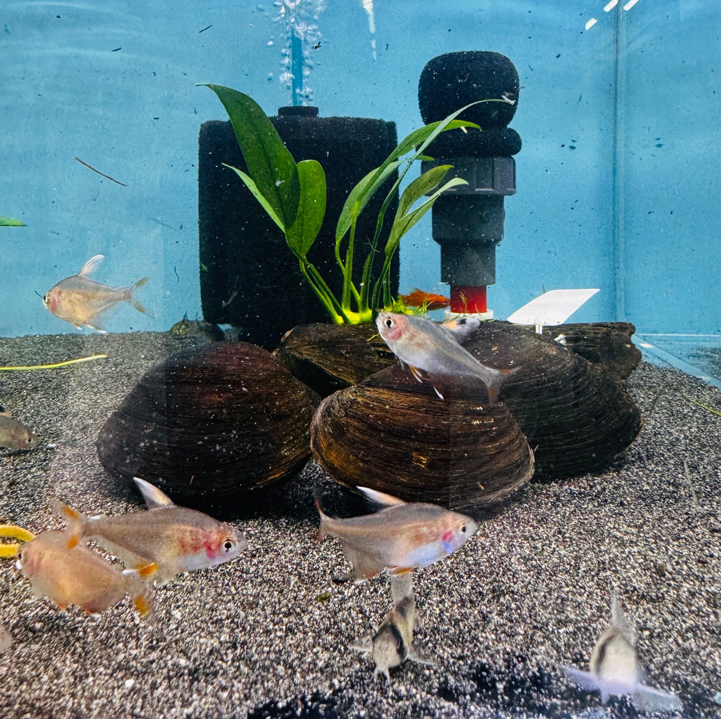 Fresh water Mussel -Live Filteration Micro Aquatic Shop