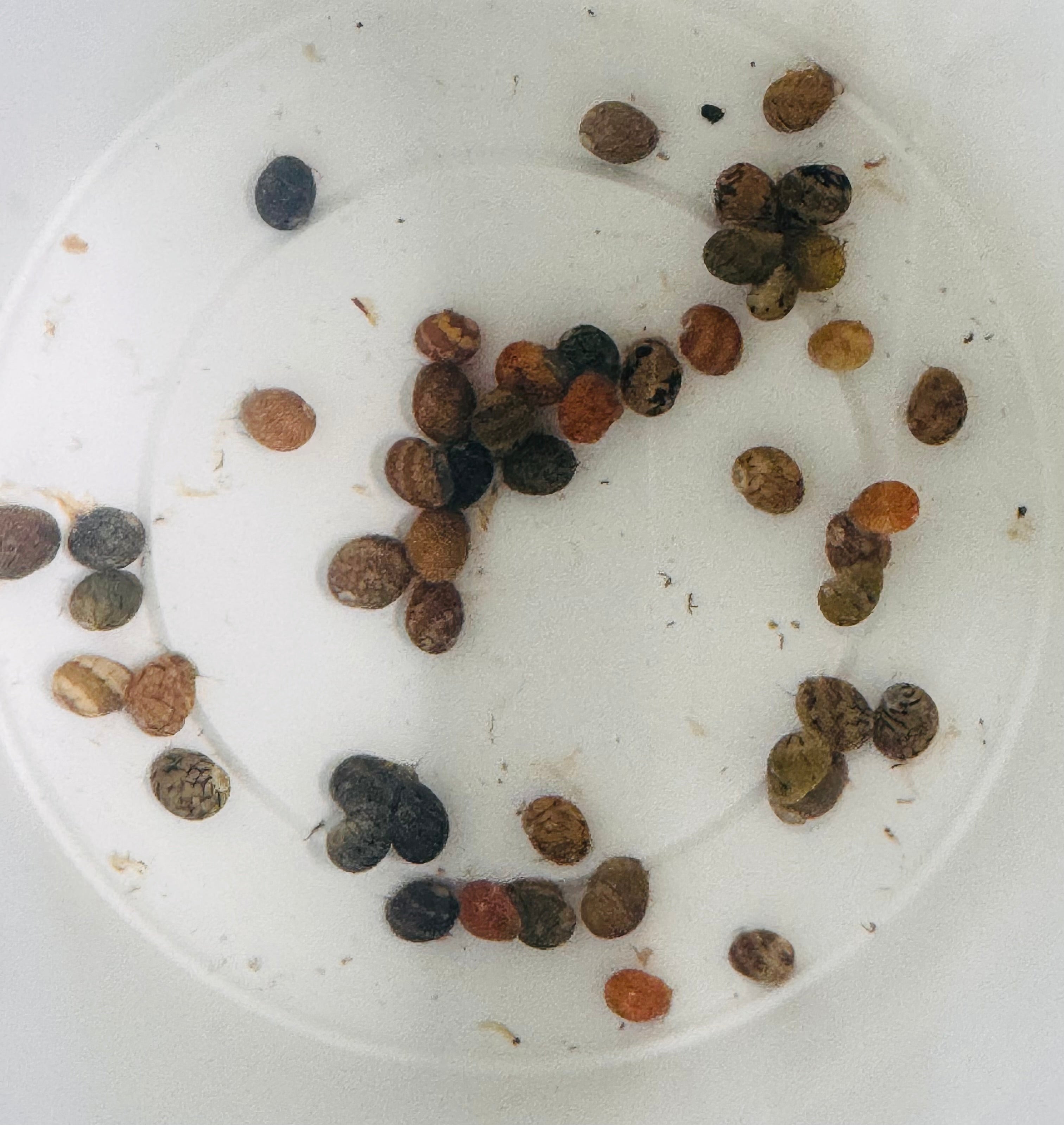Flash Deal Buy Bulk 10 x Nerite Snail