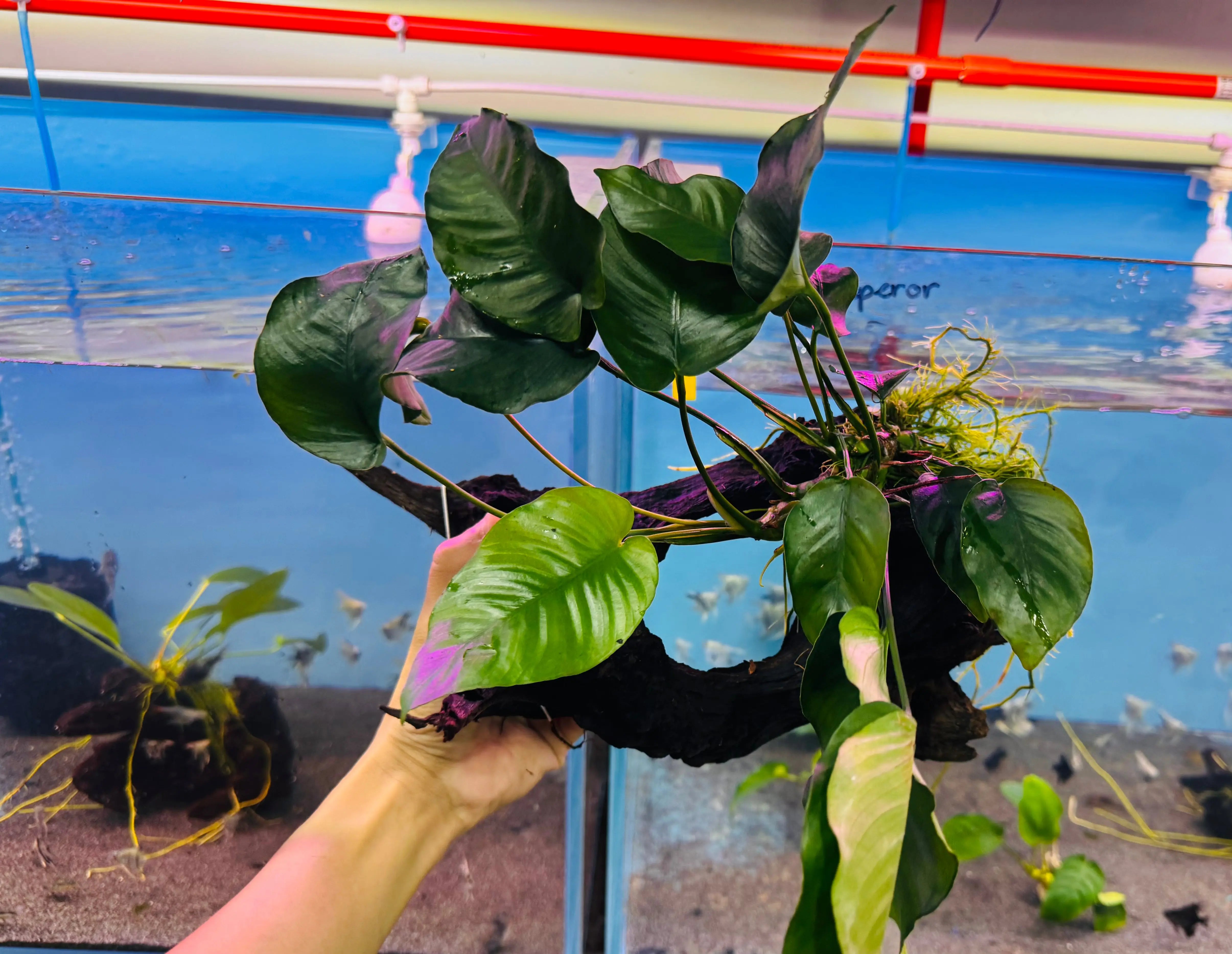 Anubias on Large Driftwood 30cm Micro Aquatic Shop