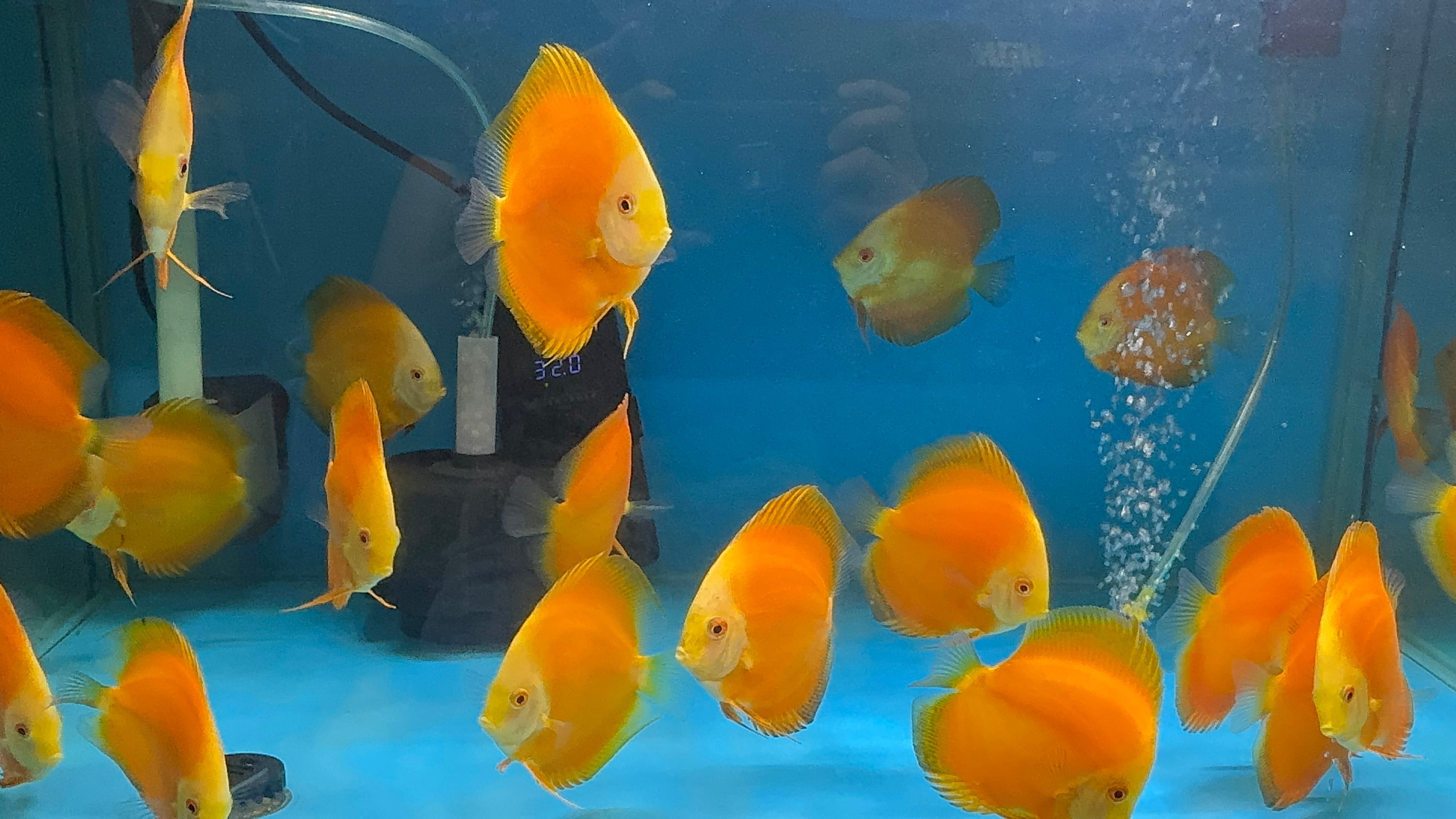 Discus - Yellow golden 9cm Micro Aquatic Shop