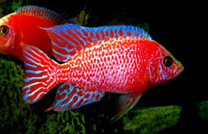 Dragon Blood Peacock Cichlid 5cm Micro Aquatic Shop