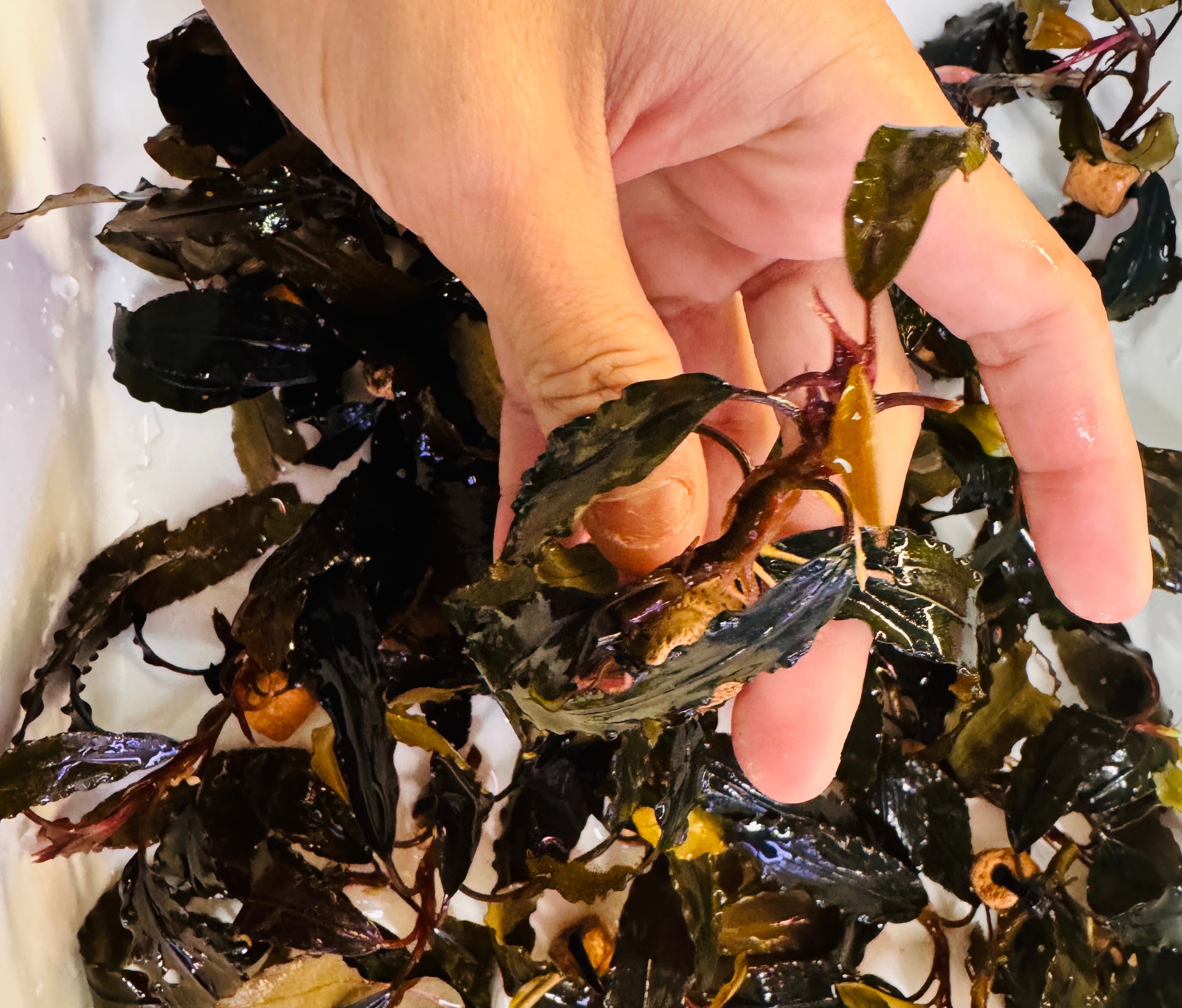 Bucephalandra - Assorted