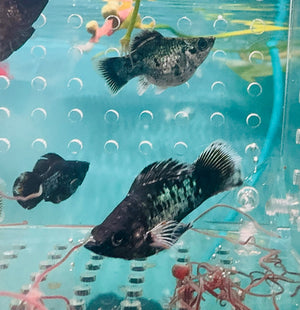 Mollies – Blue Metalic Balloon 3cm Micro Aquatic Shop