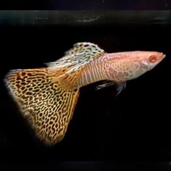 Guppy - Albino King Yellow Tiger Pair