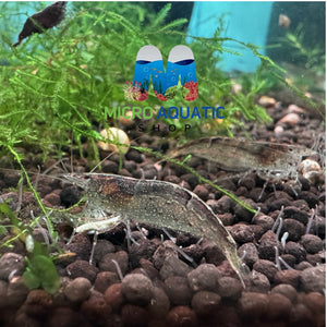 Australian Amano Shrimp (ULTRA RARE) Micro Aquatic Shop