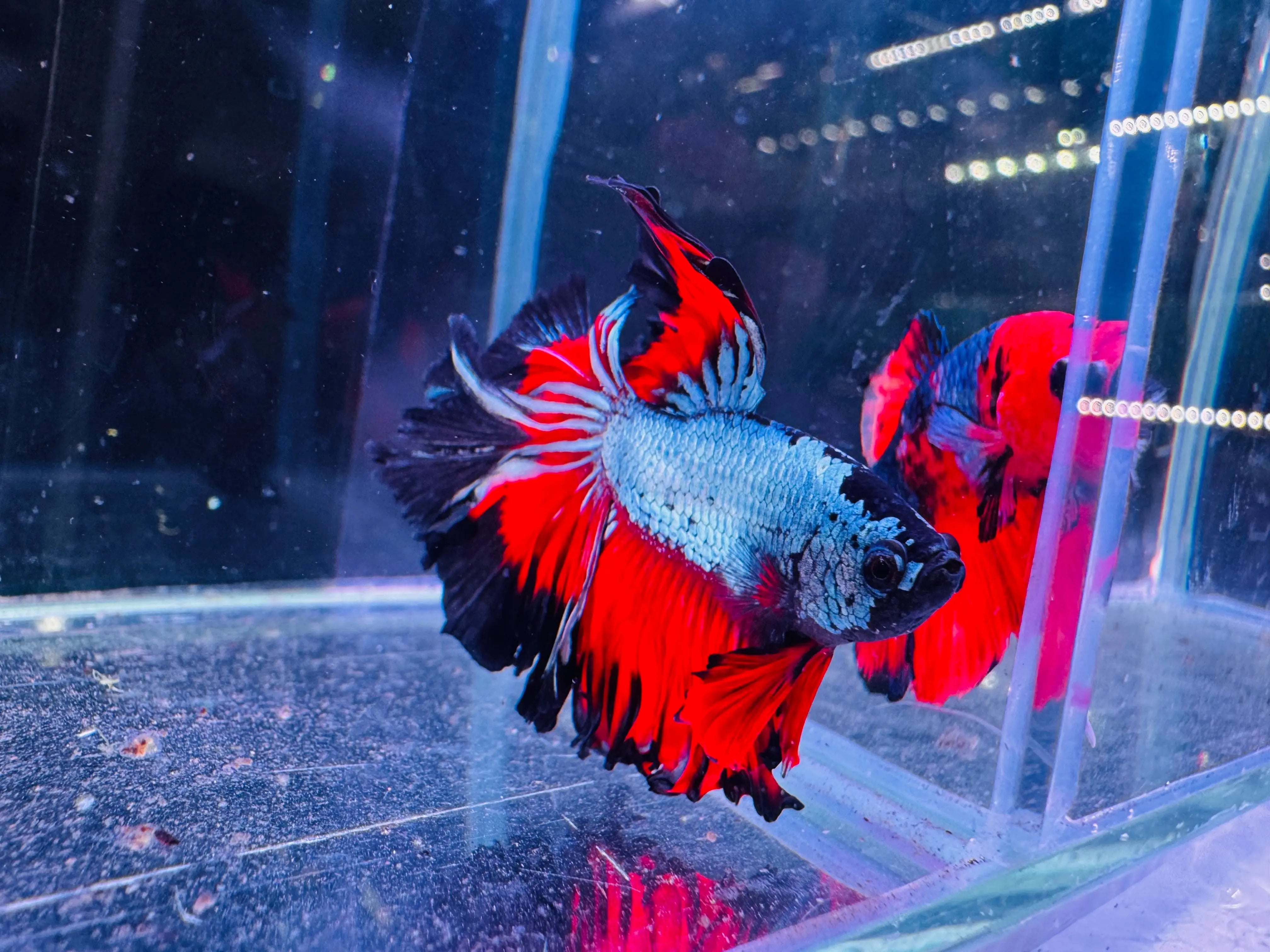 Betta Male - Dark Knight D6 Micro Aquatic Shop