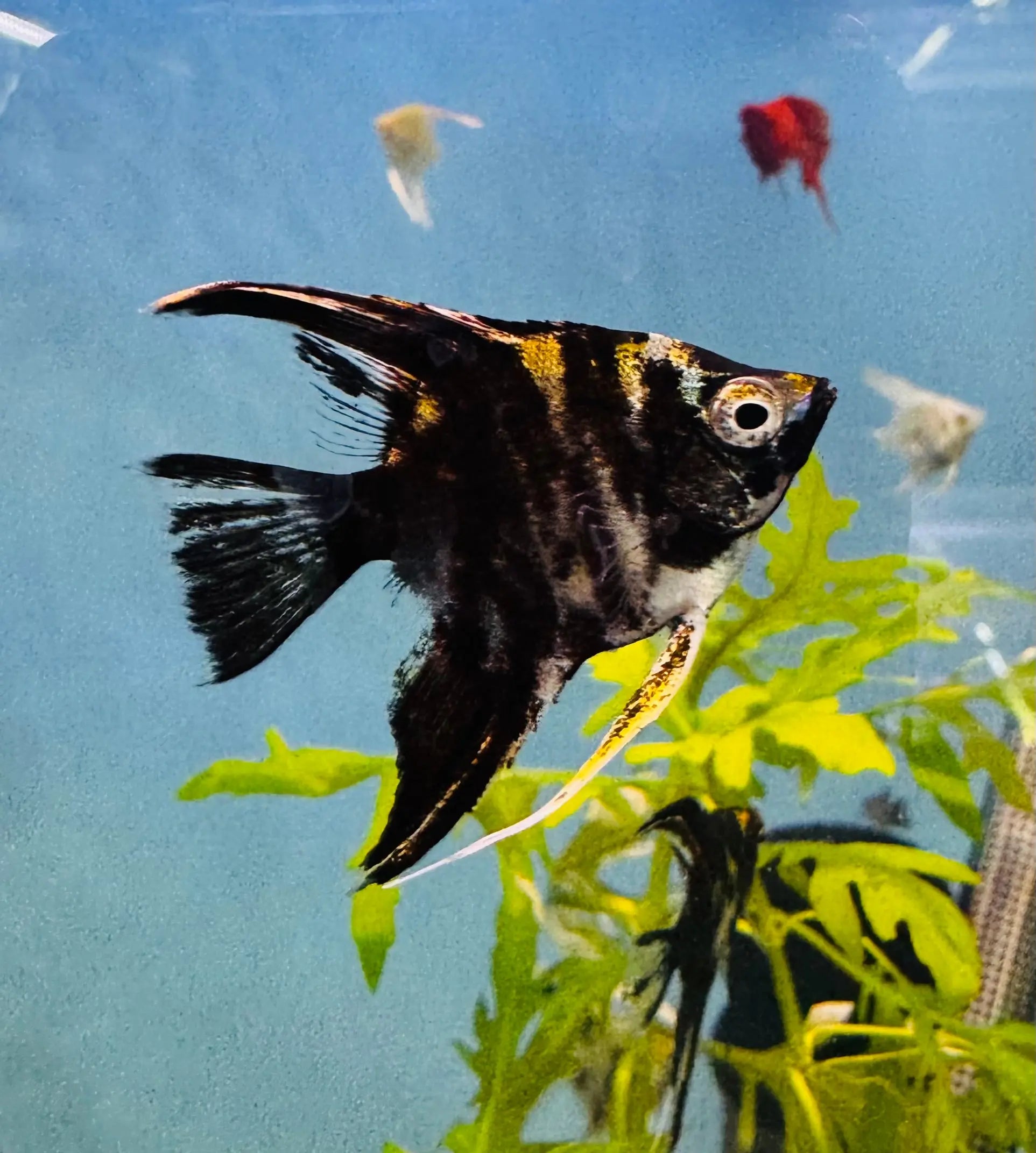 Assorted Angel Fish 4cm Micro Aquatic Shop