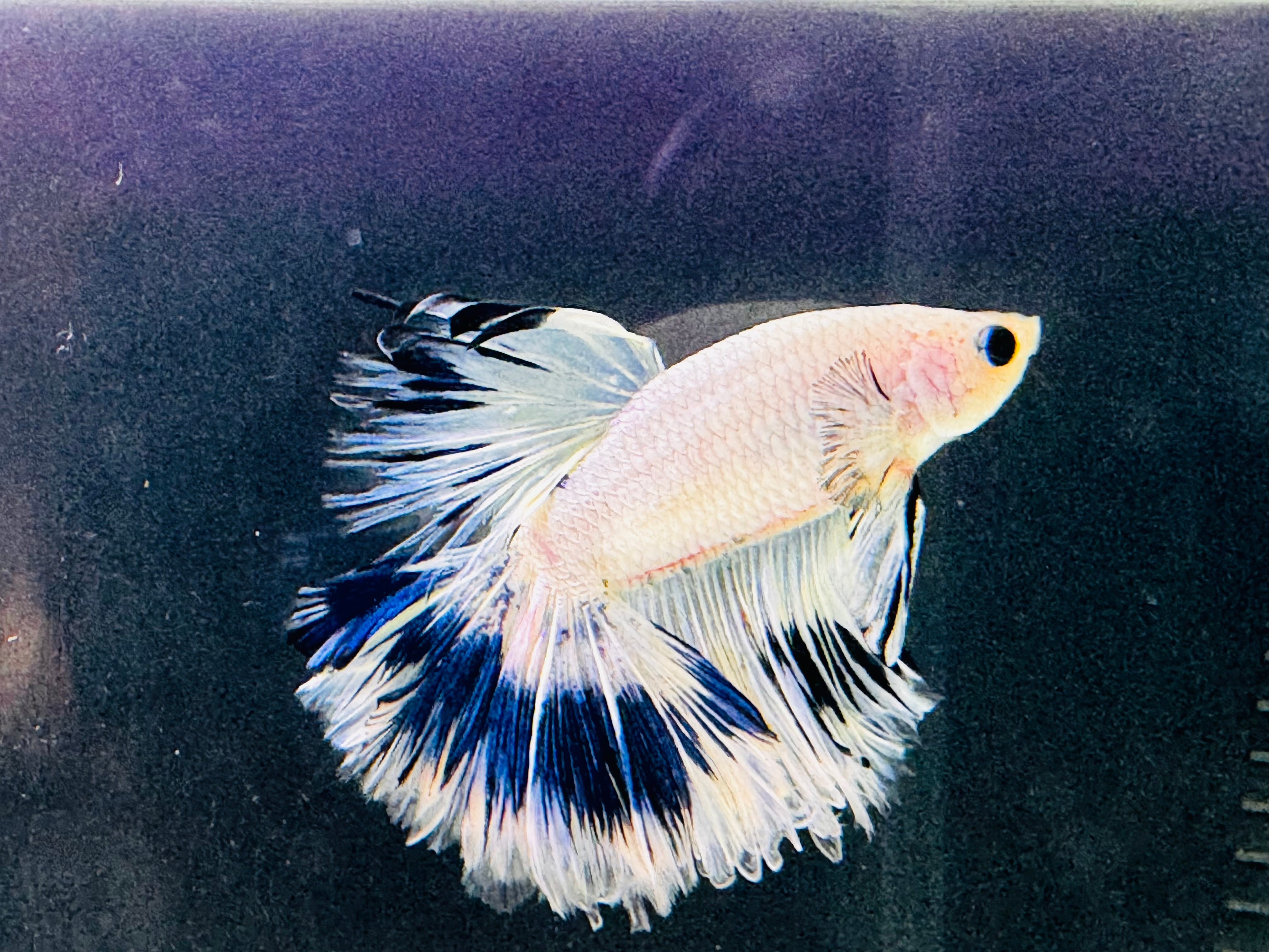 Betta Male - A Grade Half Moon Fairy Tales 2