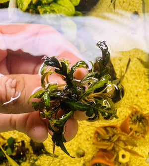 Hygrophila Pinnatifida - Fern-Leaf Swampweed Micro Aquatic Shop