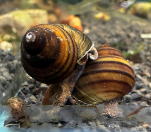 Snail - Singapore Spiral Algae Eater Micro Aquatic Shop