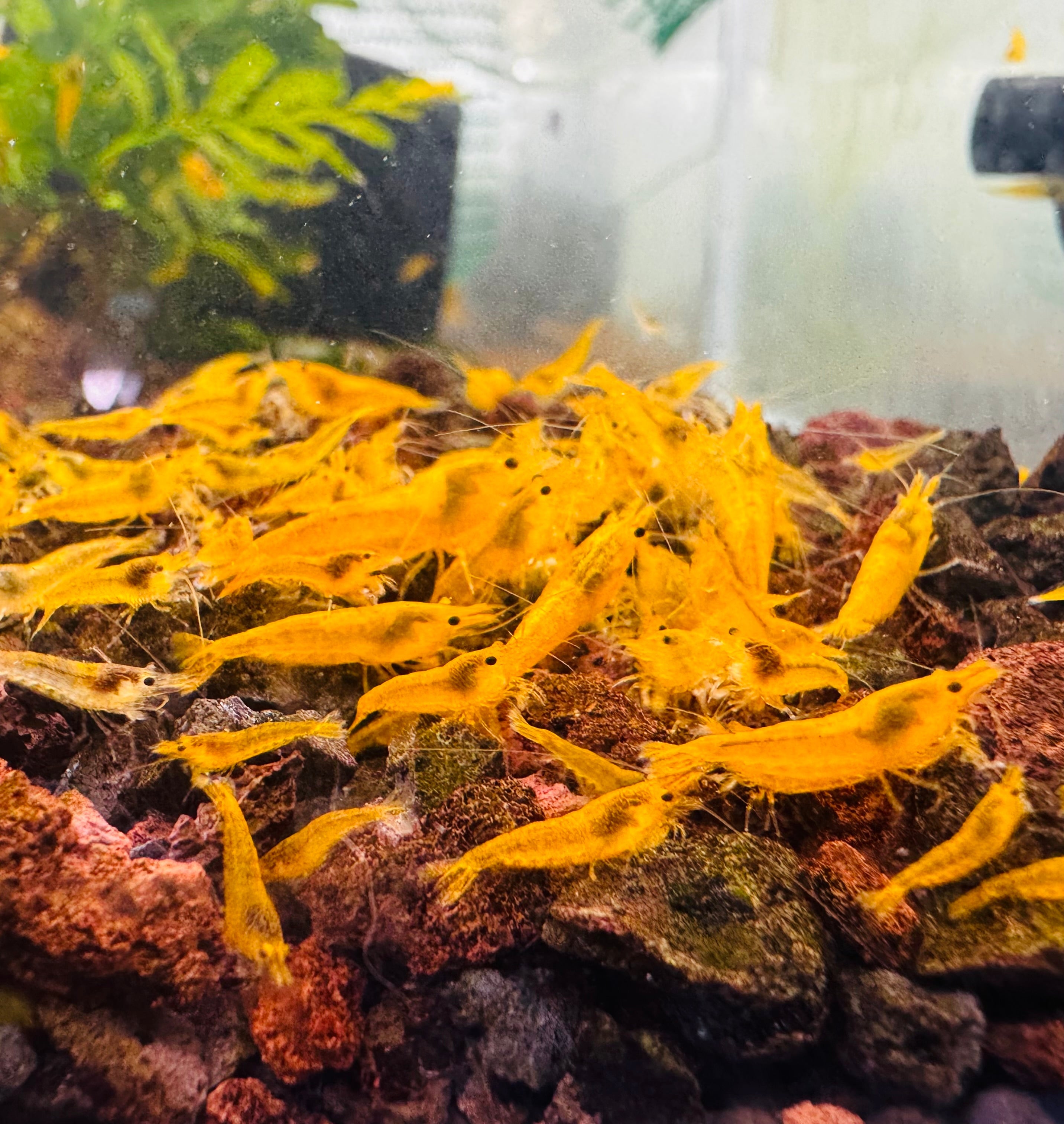 30% SAVE Yellow Cherry Shrimp Starter Bundle Micro Aquatic Shop