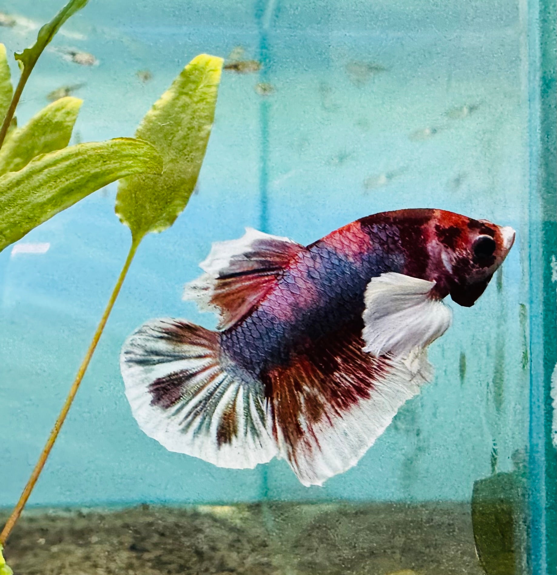 Premium Dumbo Male Betta A3