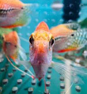 Gourami - Short Body Golden Pearl 4cm Micro Aquatic Shop