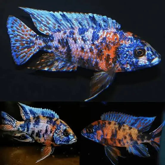 African Cichlid - Assorted OB Peacock 6cm Micro Aquatic Shop