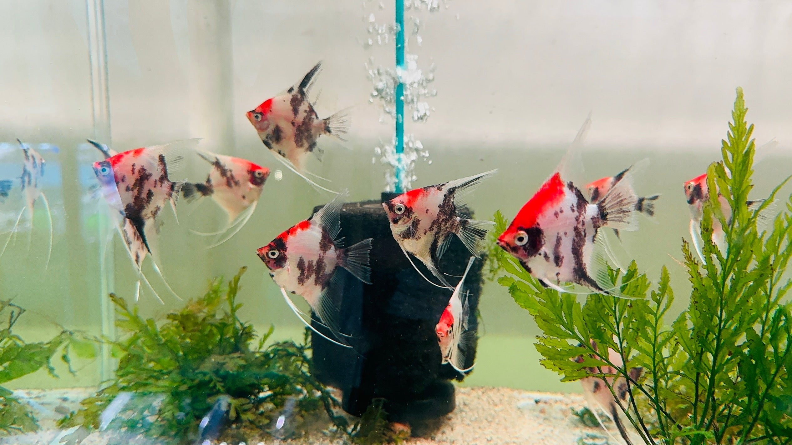 Angel Fish - A Grade Red Head Koi 6cm