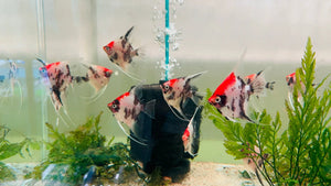 Angel Fish - A Grade Red Head Koi 6cm Micro Aquatic Shop