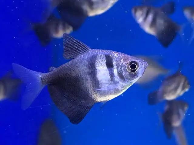 Tetra- Black Widow 4cm Micro Aquatic Shop