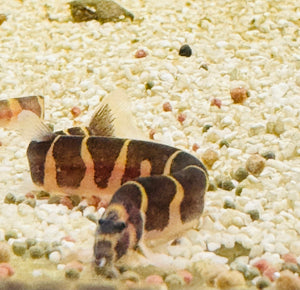 Buy 3 Get 1 Free Kuhli Loach - Pangio Kuhlii Stripe 4cm Micro Aquatic Shop