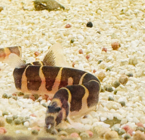 Kuhli Loach - Pangio Kuhlii Stripe 5cm Micro Aquatic Shop