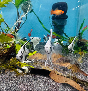 Angel Fish - Panda Angel 4cm Micro Aquatic Shop