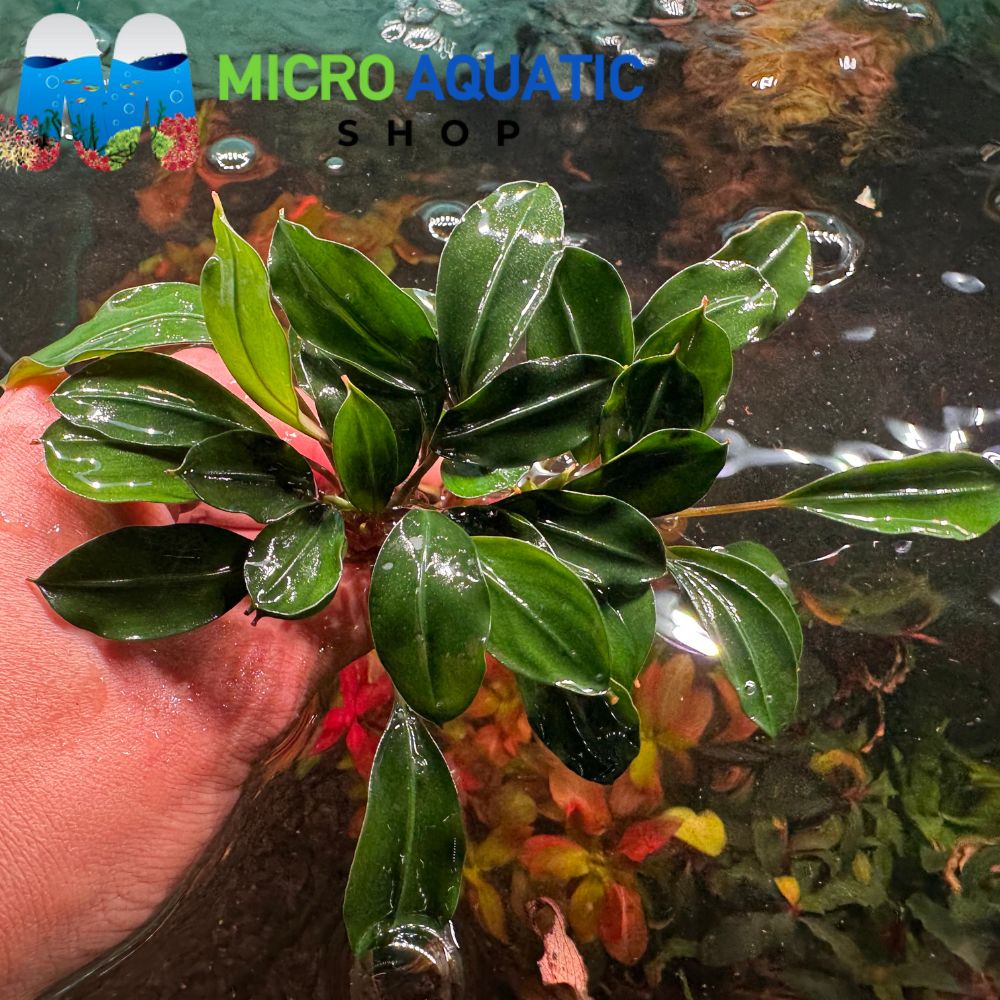 Bucephalandra - Broad Sword