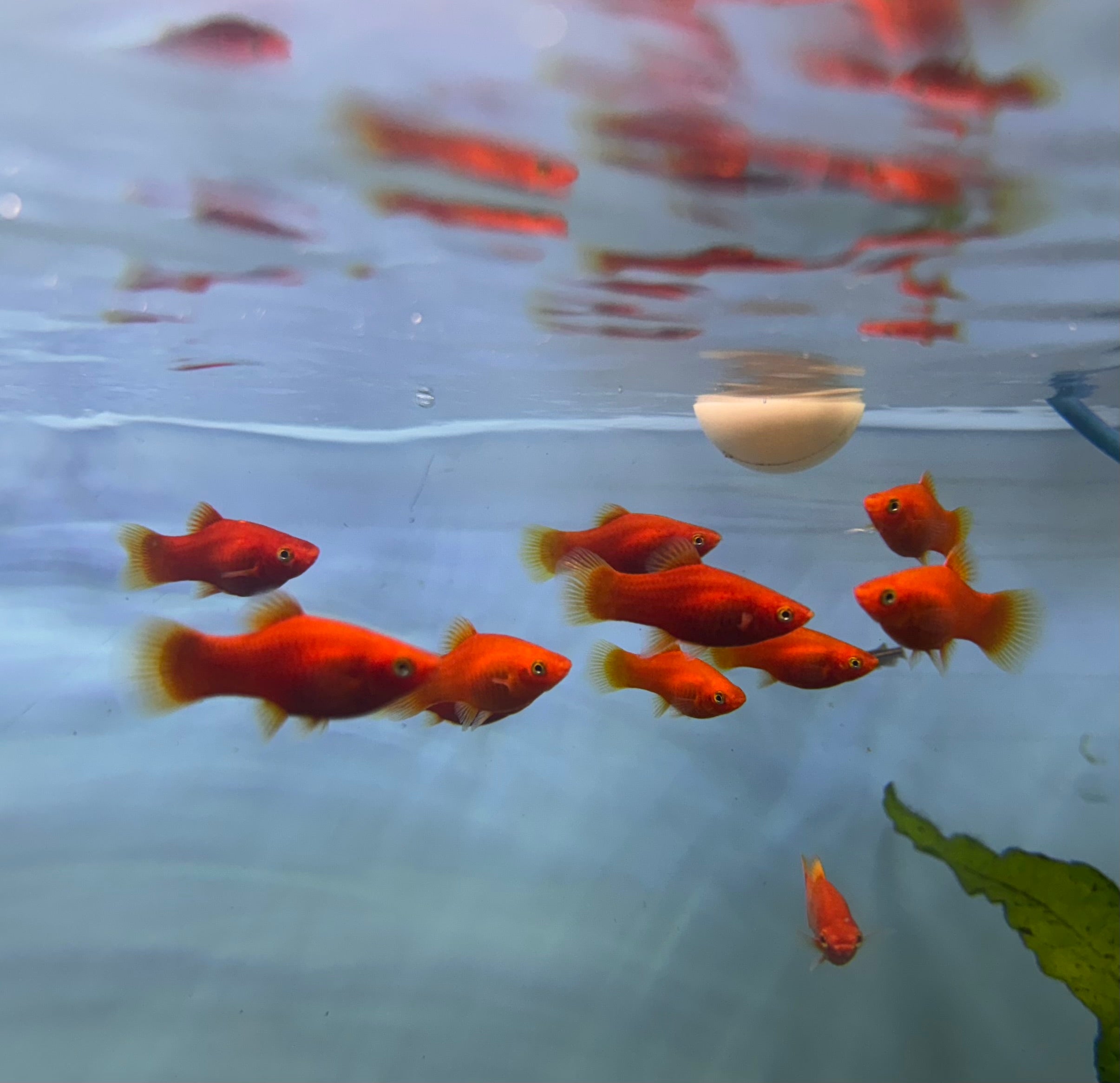 Platies - Blood red Platy (Xiphophorus variatus) 3cm