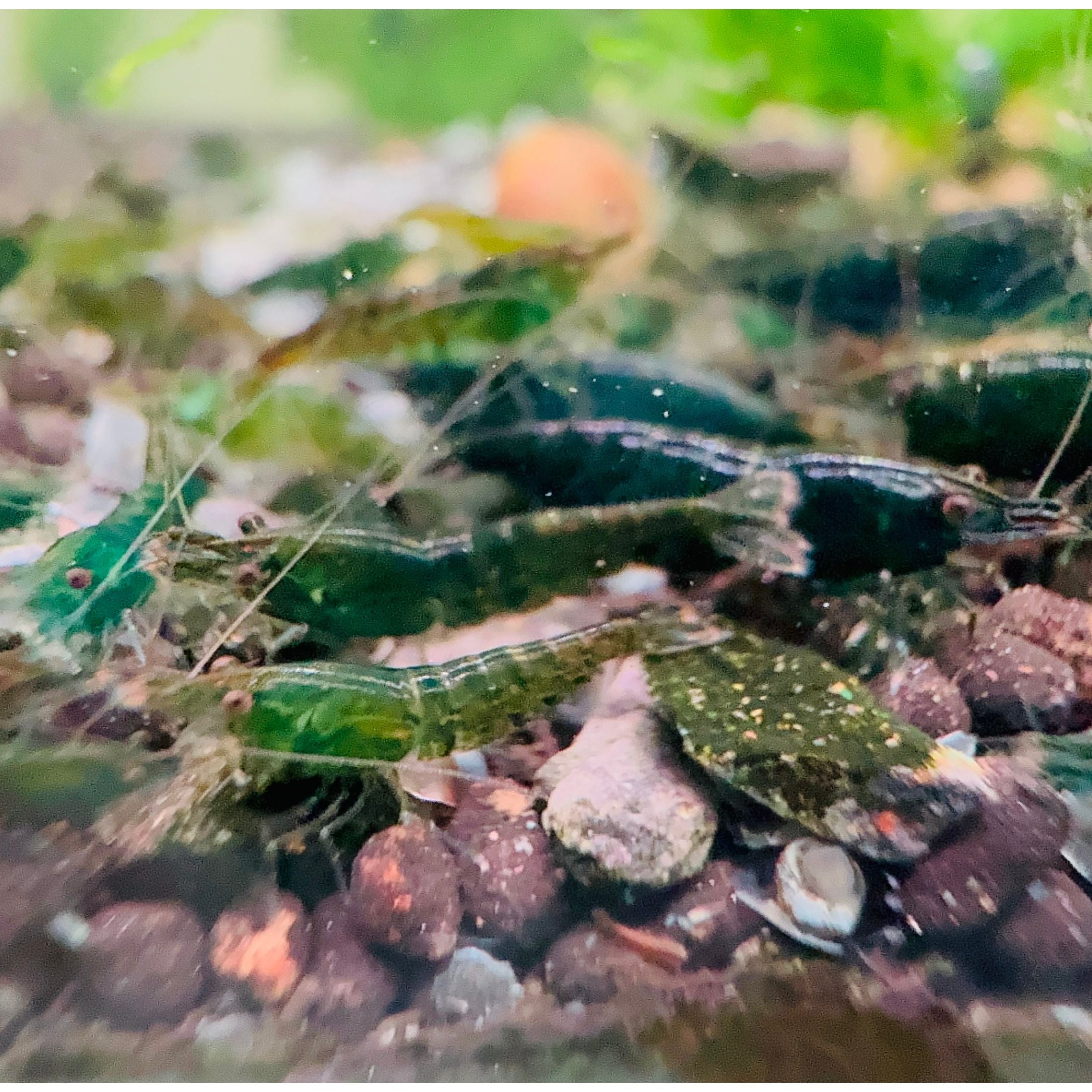 Cherry Shrimp - Emerald Green 1cm *RARE* Micro Aquatic Shop
