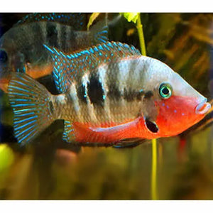 American Cichlid –Fire Mouth Cichlid Micro Aquatic Shop