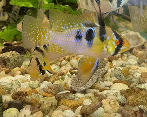 German Blue Rams - Mikrogeophagus ramirezi Micro Aquatic Shop