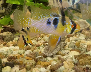 Dwarf Cichlid - German Blue Ram (Mikrogeophagus Ramirezi) 5cm Micro Aquatic Shop