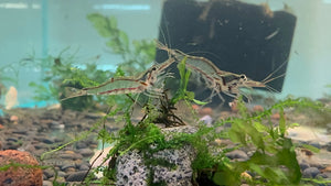 NQ Algae Eating Shrimp Micro Aquatic Shop